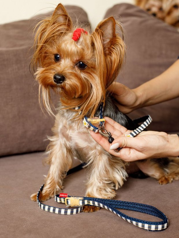 Džínový obojek a vodítko s dvojitým zapínáním pruhovaný modrý SS