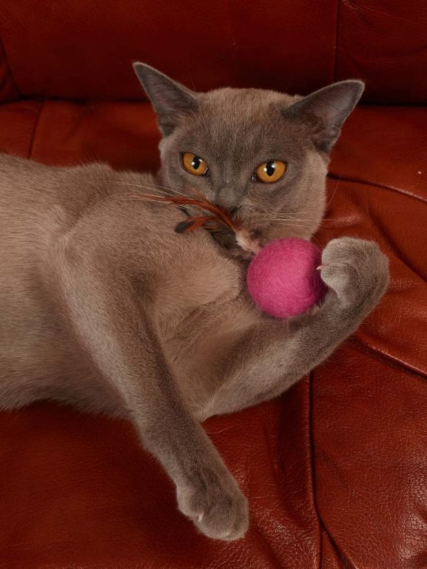 Koule z ovčí vlny s ptačími peříčky