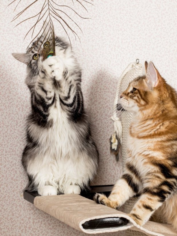 Paví pero pro kočky s kočičí hračkou fialové