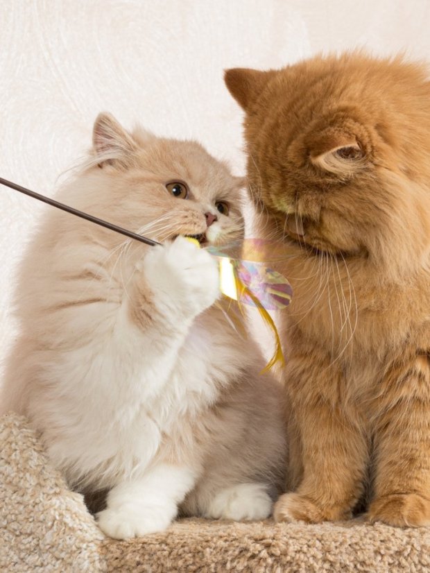 Udice Květ se stimulací tří instinktů lovce pro kočky