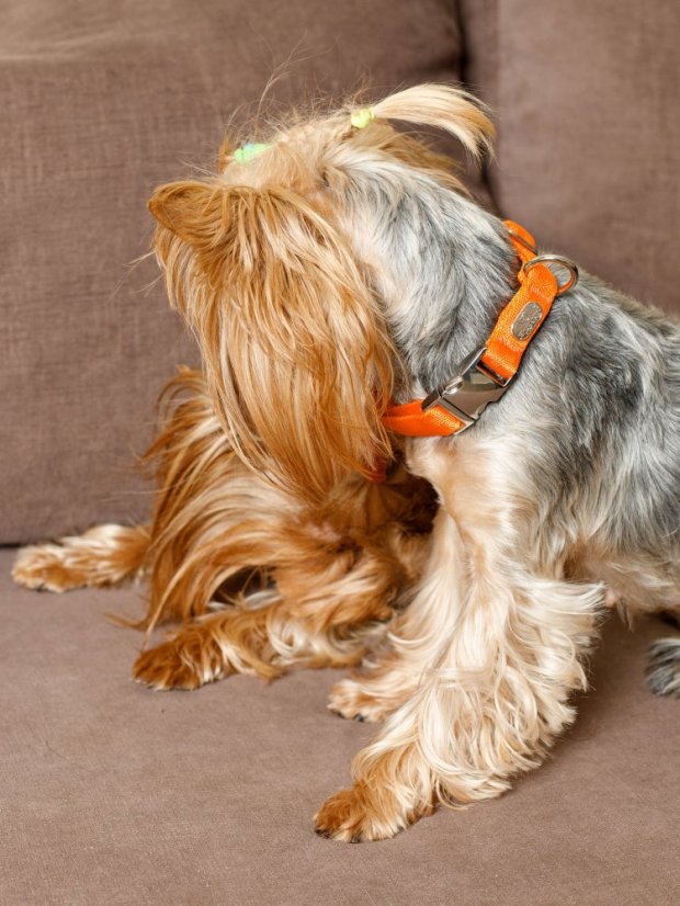 Obojek extra měkký oranžový S