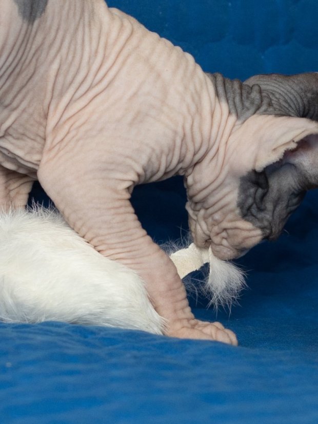 Hračka pro kočky Myška