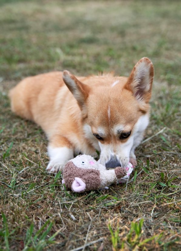 Hračka Veverka z měkké přírodní bavlny pískací