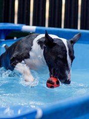 Fotbalový míček pro psy z přírodního latexu