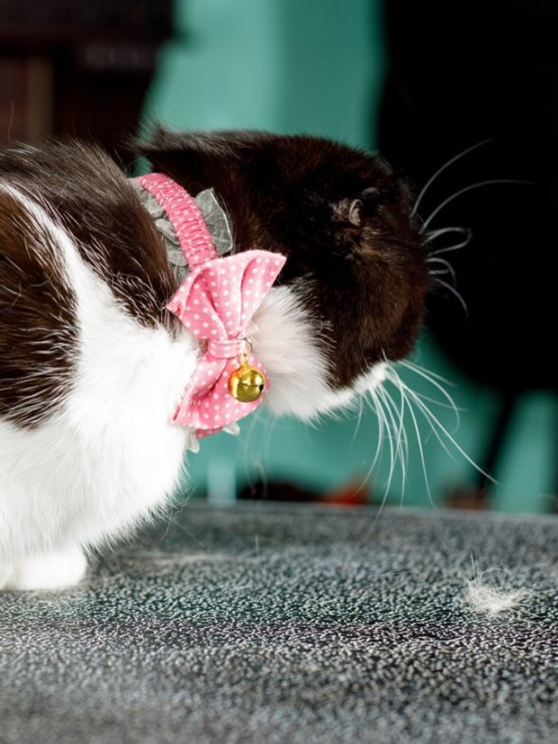 Bezpečný obojek se systémem proti udušení růžový fashion SS