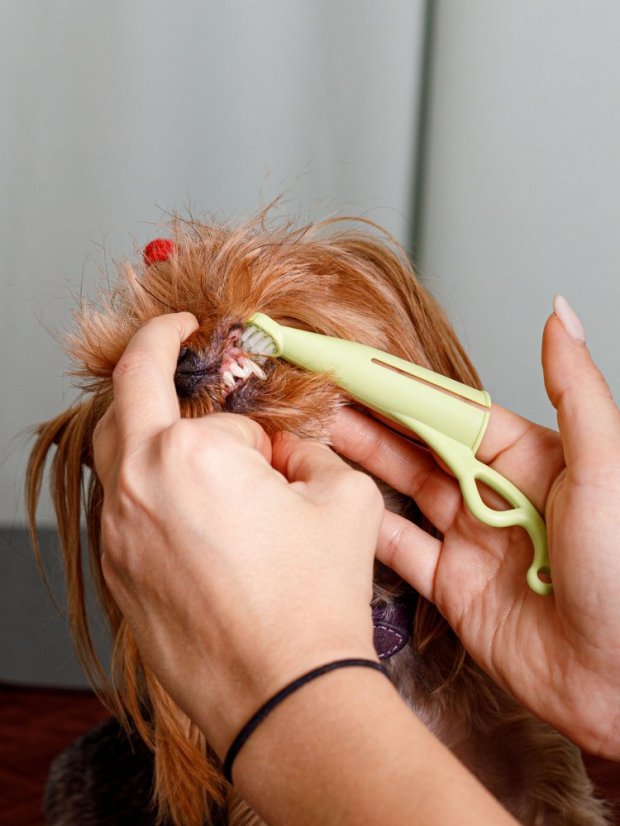 Zubní kartáček na odstranění plaku pro malé psy