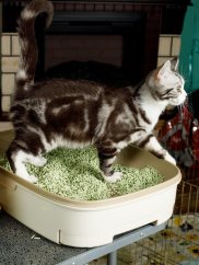 Podestýlka Zelený hrášek s extraktem z bambusu a japonského čaje 6 l