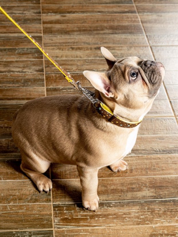 Polostahovací obojek s řetízkem Hvězdy hnědý S