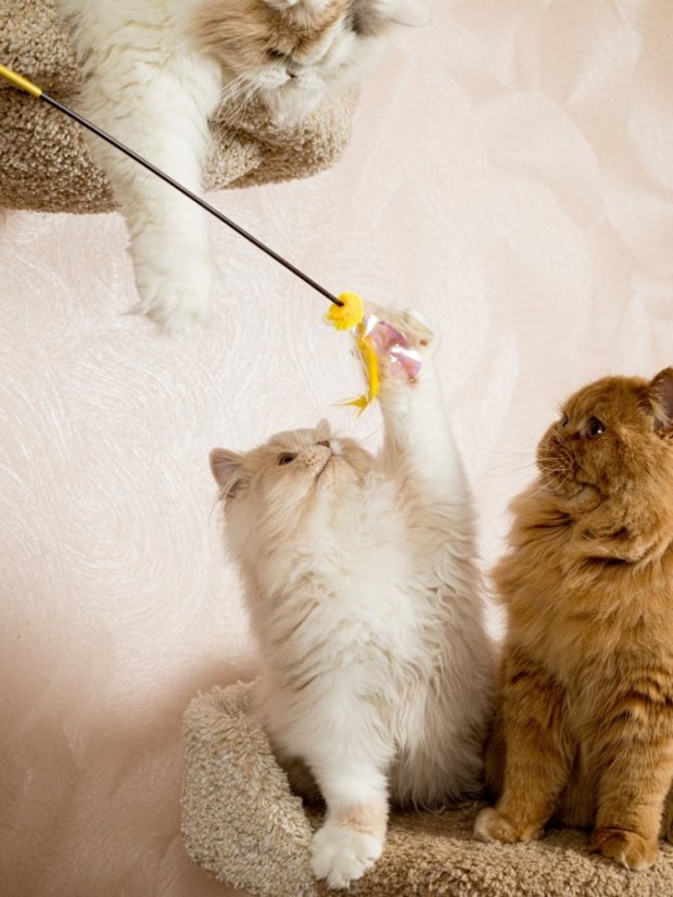 Udice Květ se stimulací tří instinktů lovce pro kočky