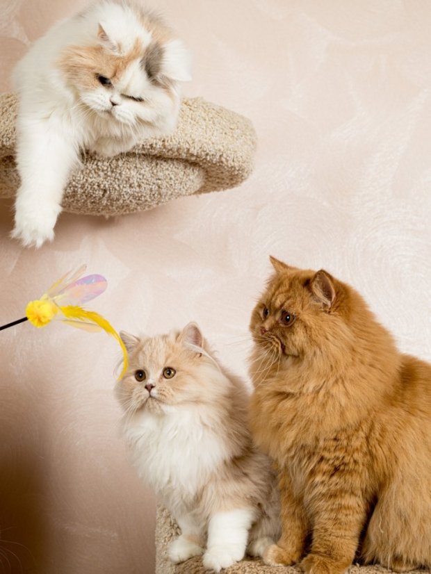 Udice Květ se stimulací tří instinktů lovce pro kočky