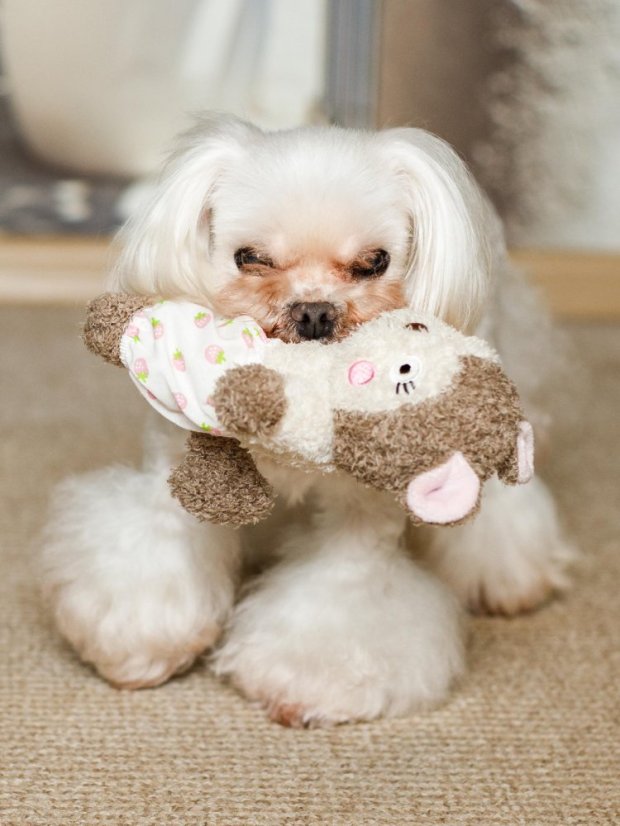 Hračka Veverka z měkké přírodní bavlny pískací