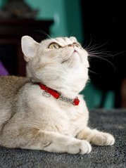 Bezpečný obojek se systémem proti udušení červený SSS