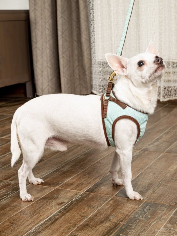 Polstrovaný postroj puntíkovaný mentolově zelený SS