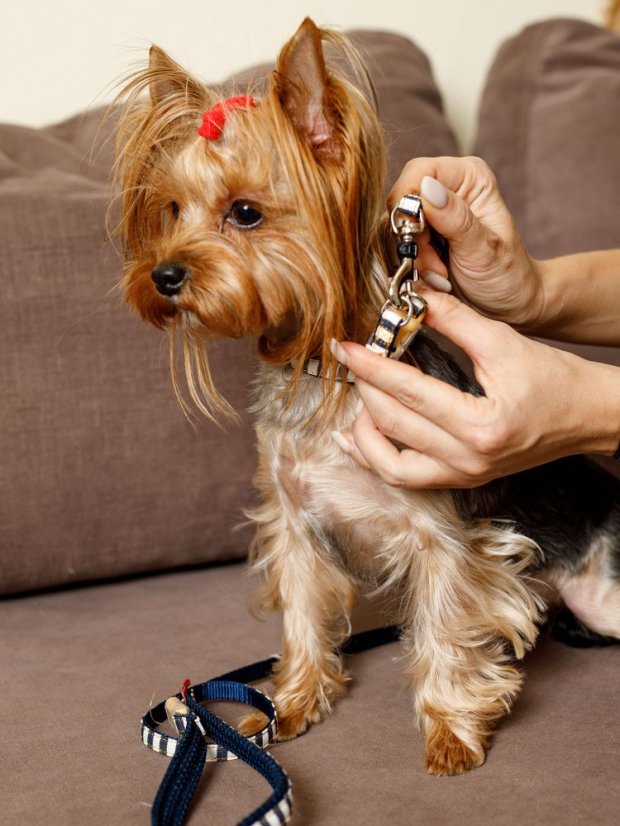 Džínový obojek a vodítko s dvojitým zapínáním pruhovaný modrý SS