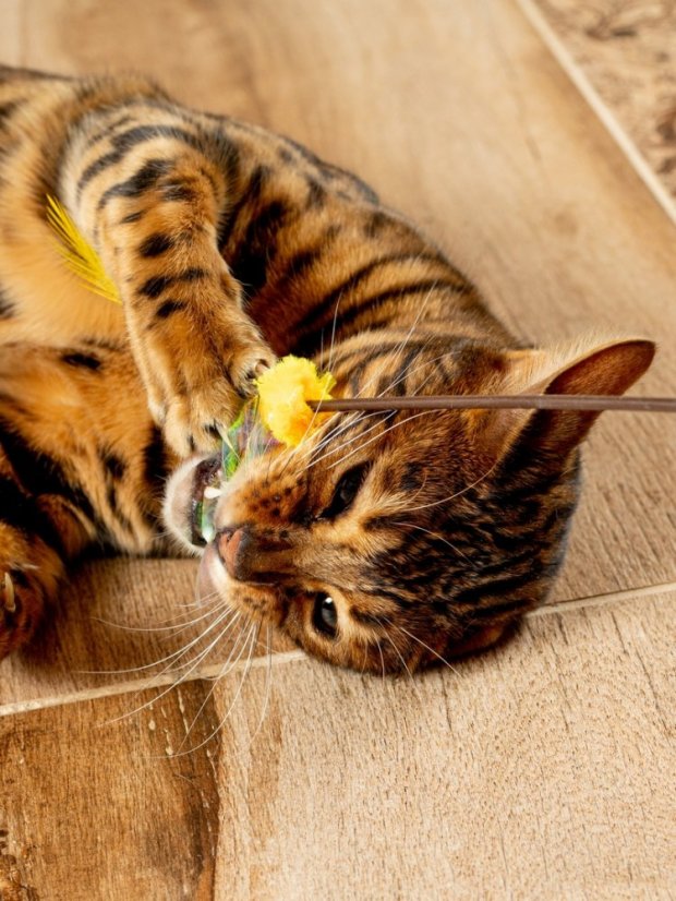 Udice Květ se stimulací tří instinktů lovce pro kočky