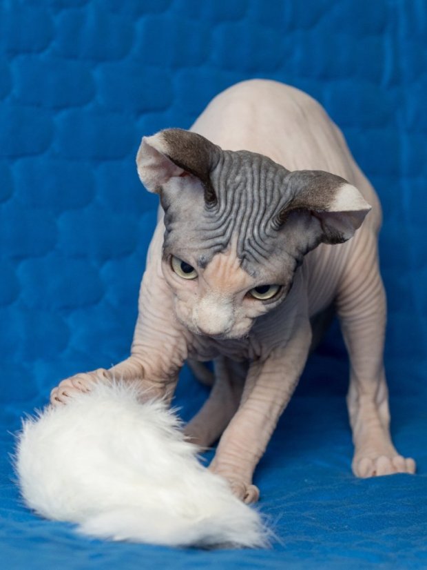 Hračka pro kočky Myška