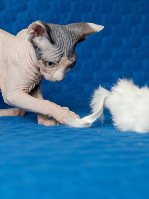 Hračka pro kočky Myška