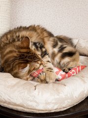 Hračka pro kočky Šustící rybka s matatabi