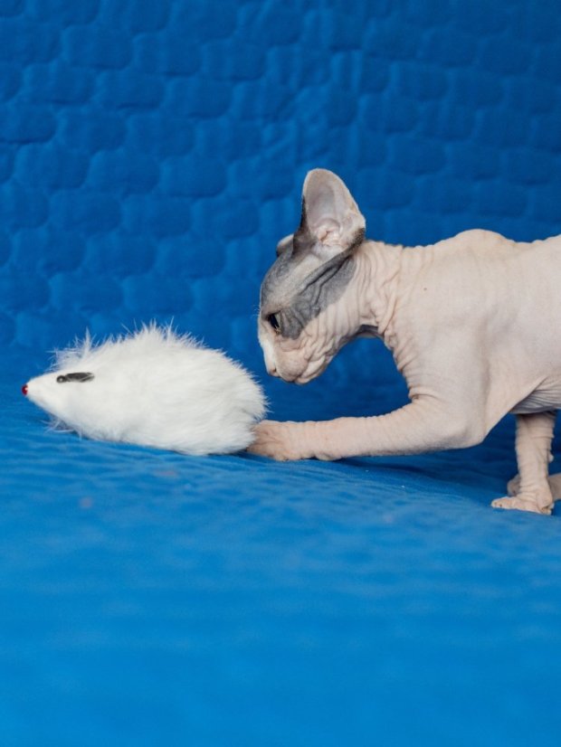 Hračka pro kočky Myška