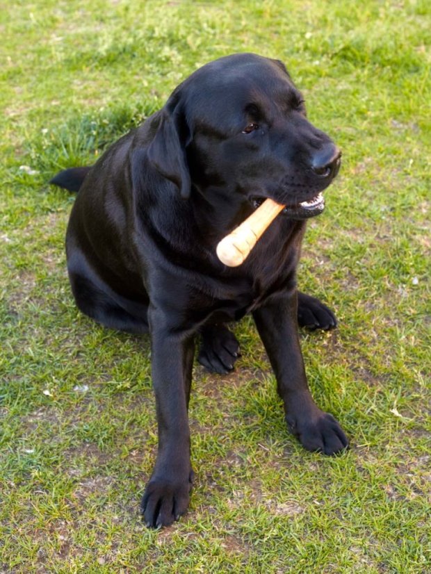 Aportovací činka dřevěná S