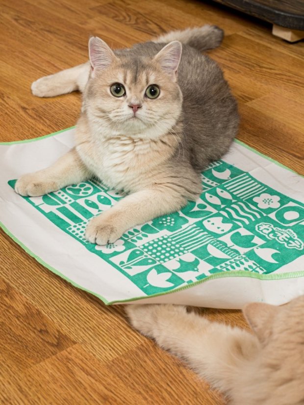 Kobereček impregnovaný Matatabi zelený 40 x 50 cm