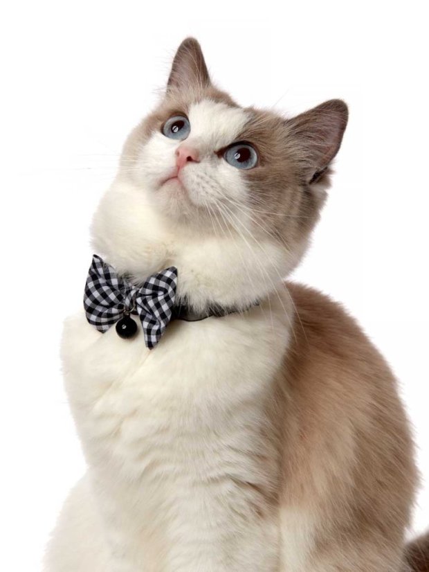 Bezpečný obojek se systémem proti udušení černý fashion SS