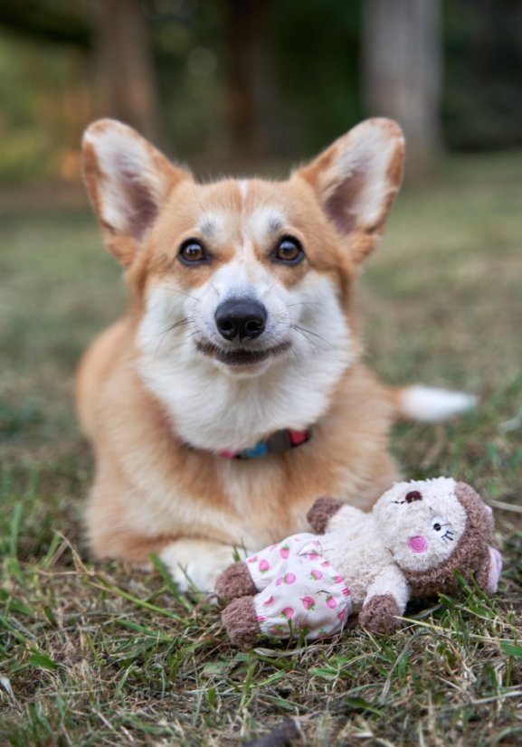 Hračka Veverka z měkké přírodní bavlny pískací