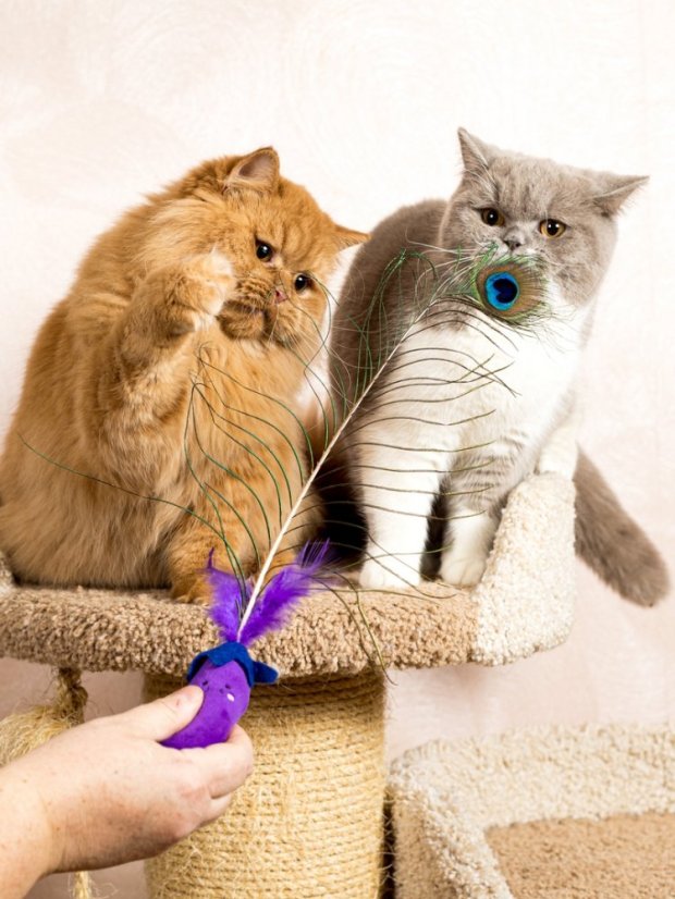 Paví pero pro kočky s kočičí hračkou fialové