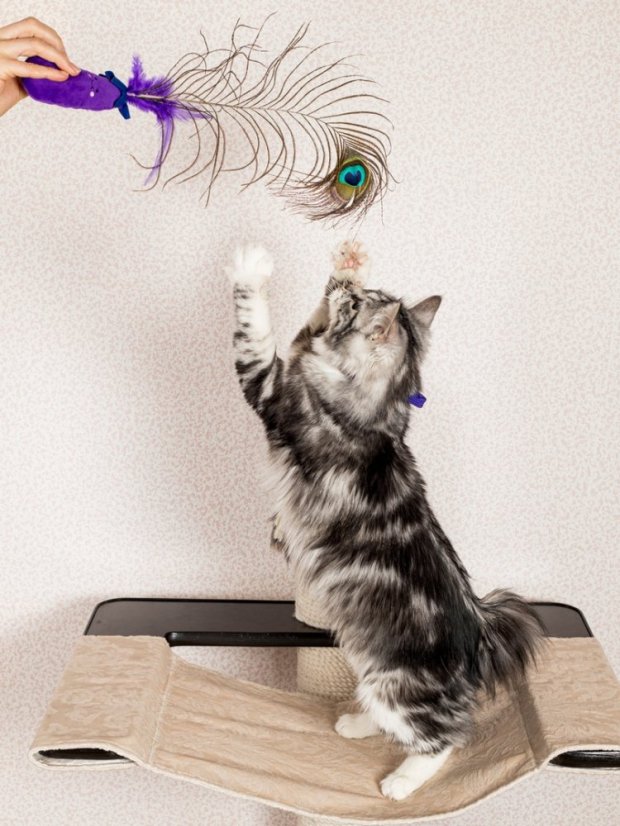 Paví pero pro kočky s kočičí hračkou fialové