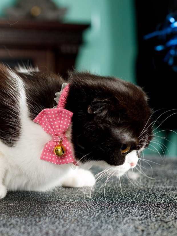 Bezpečný obojek se systémem proti udušení růžový fashion SS