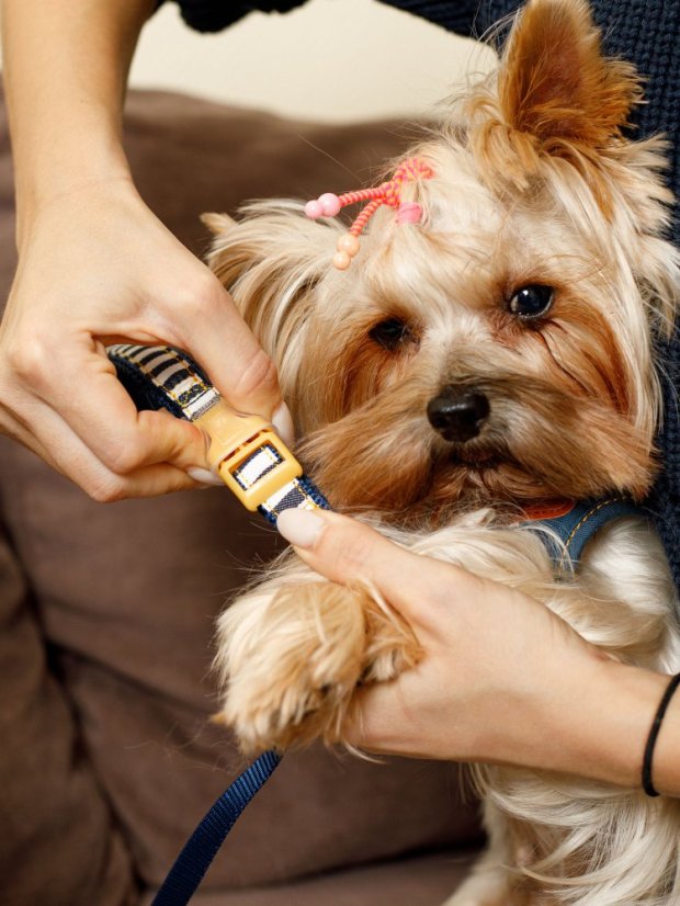 Džínový obojek a vodítko s dvojitým zapínáním pruhovaný modrý M